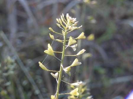 index flors blanques2