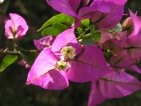 flor bougainvillea