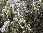 flor bruc boal.