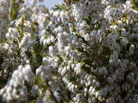 index flors blanques