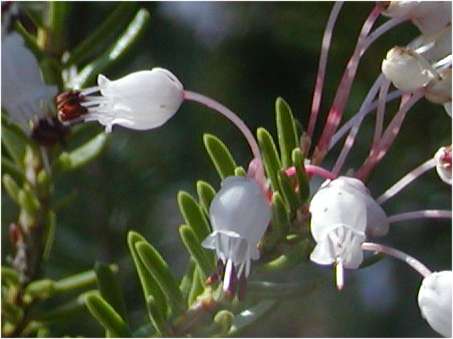 index flors blanques3