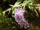 flor buddleja davidii