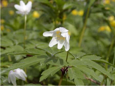 index flors blanques4