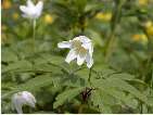 flor buixol blanc