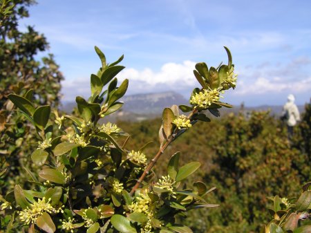 index flors verdes2