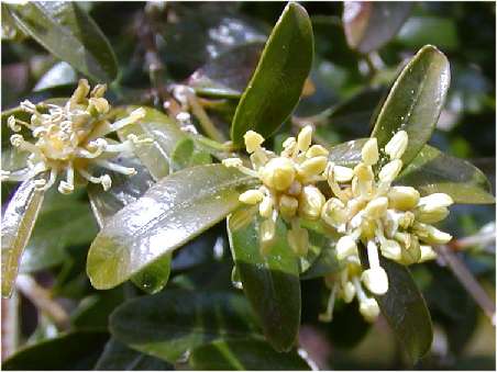 index flors verdes2