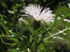 flor calcida