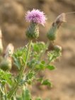 flor cirsium arvense