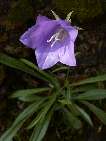 flor campanula persicifolia