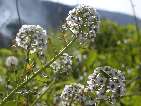 flor alyssum maritimum