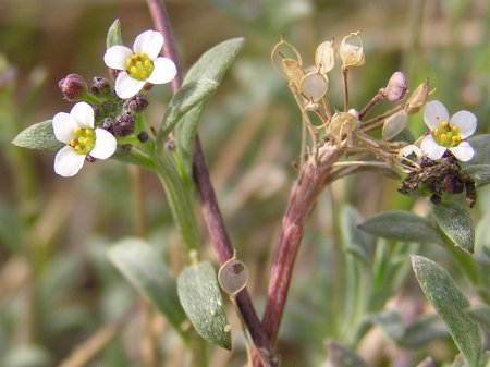 index flors blanques3