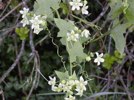 index flors blanques 2