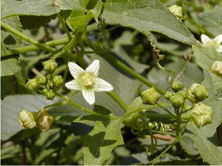 index flors blanques2