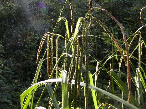 index flors verdes