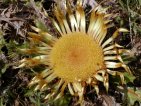 flor carlina acanthifolia