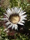 flor carlina acaulis