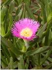 flor carpobrotus edulis