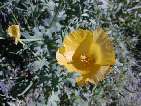 flor cascallmari