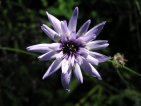 flor catananche