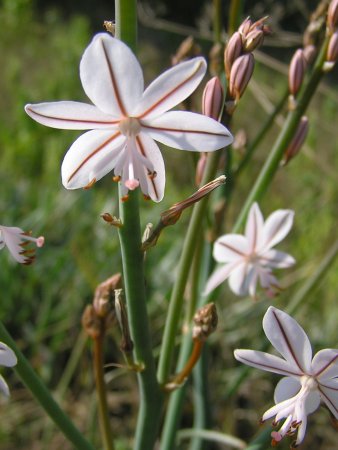 index flors blanques