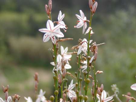 index flors blanques