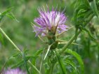 flor centaurea calcitrapa.