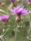 flor centaurea paniculata