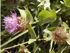 flor centaurea pectinata