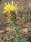 flor centaurea