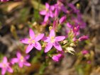 flor centaurium