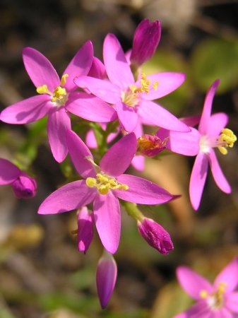index flors vermelles2