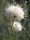 flor cephalaria