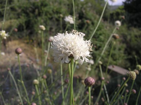 index flors blanques3