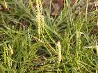 flor plantago coronopus