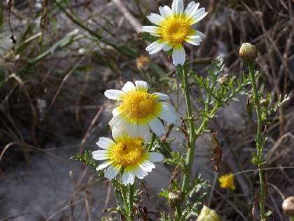 index flor grogues