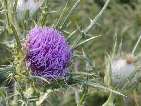 flor cirsium echinatum