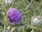 flor cirsium echinatum