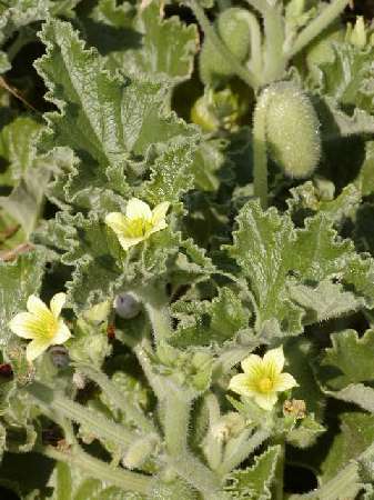 index flors grogues2
