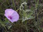 flor herba campanera