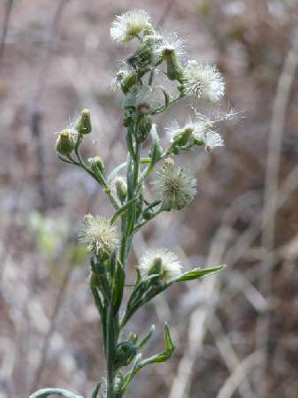 index flors verdes