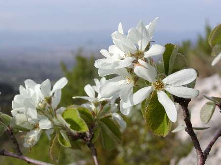 index flors blanques4