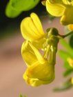 flor coronilla 