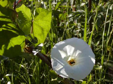 index flors blanques2