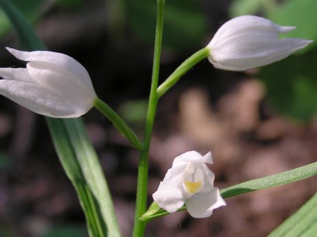 index flors blanques