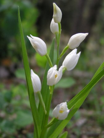 index flors blanques