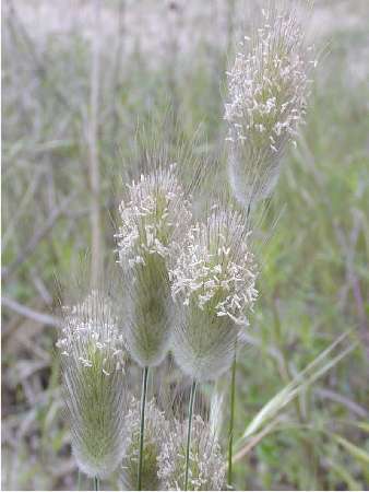 index flors verdes