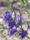 flor delphinum peregrinum