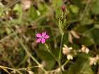 flor dianthus armenia