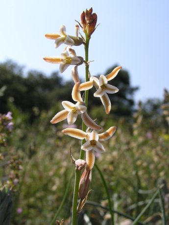 index flors blanques3