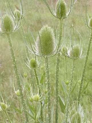 index flors verdes